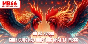 Đá Gà SV388 - Sảnh Cược Náo Nhiệt Bậc Nhất Tại Mb66