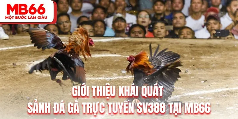 Giới thiệu khái quát về sảnh đá gà trực tuyến SV388 tại MB66