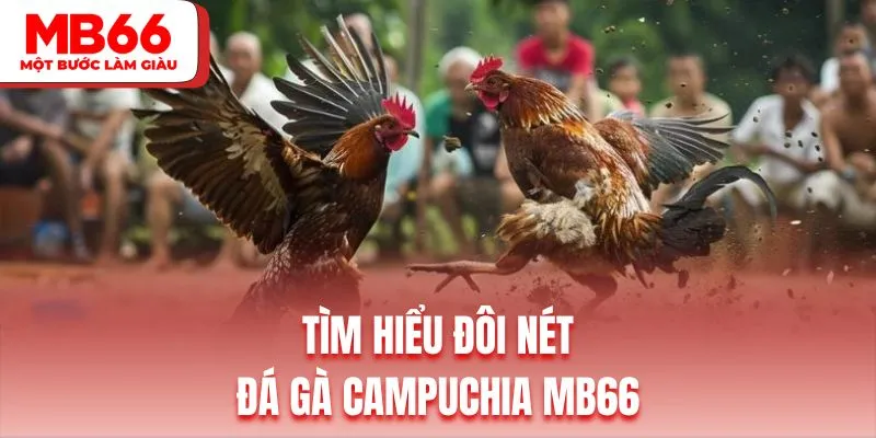 Giới thiệu hình thức đá gà Campuchia MB66 thú vị